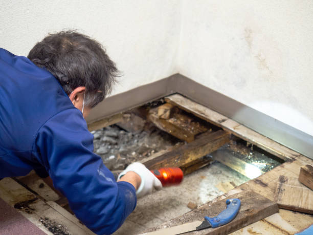 Best Mold Testing  in Heyworth, IL