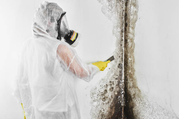 Best Toxic Mold Removal  in Heyworth, IL