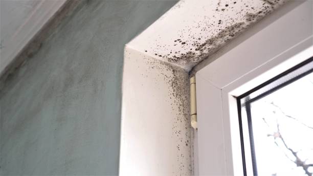 Best Affordable Mold Removal  in Heyworth, IL