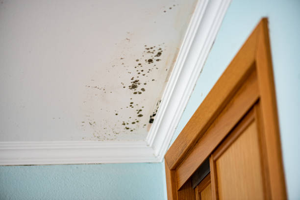Best Best Mold Removal Companies  in Heyworth, IL