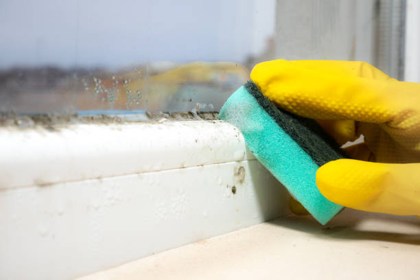 Best Crawl Space Mold Removal  in Heyworth, IL