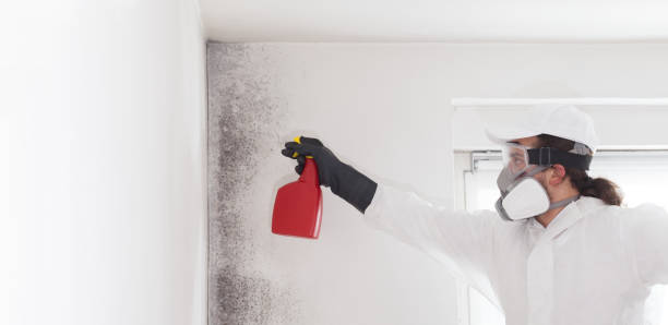 Best Mold Damage Repair  in Heyworth, IL