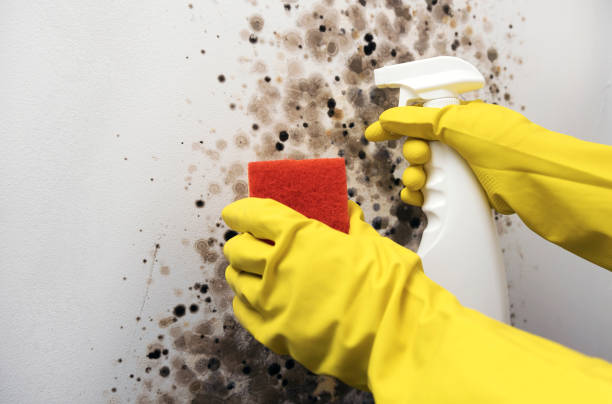 Best Local Mold Removal Service  in Heyworth, IL