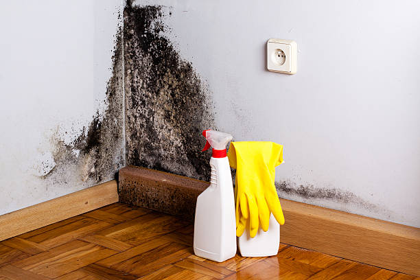 Best Mold Remediation Experts  in Heyworth, IL