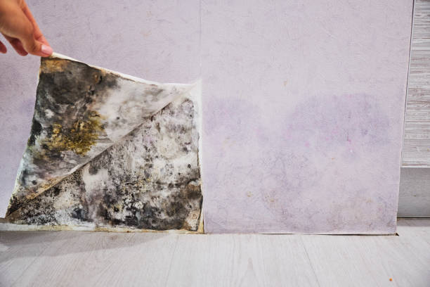 Crawl Space Mold Removal in Heyworth, IL
